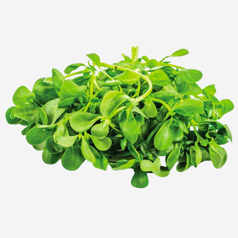 Semizotu Yalova Bahçe